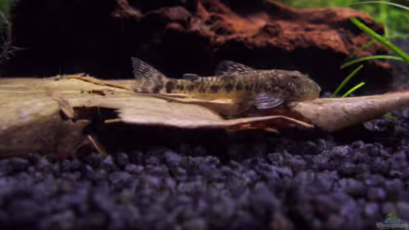 LDA25 von Kirsten Bishay (4)