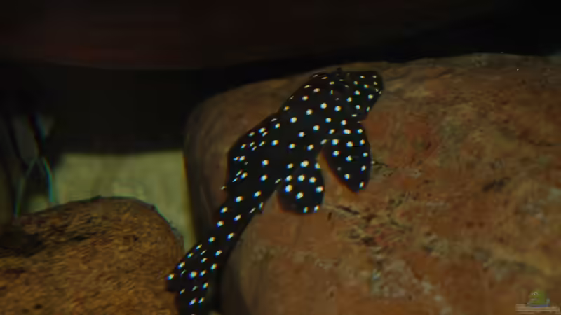 LDA33 - Snowball von Amazonasbecken.eu (22)