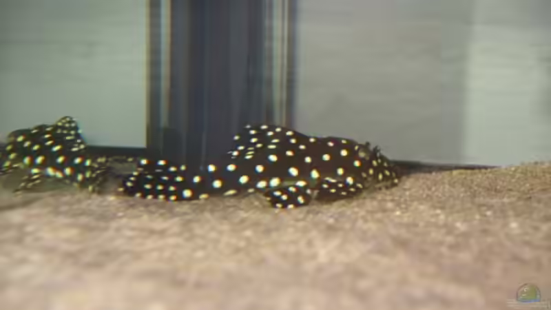 LDA33 von Claudio Müller (11)