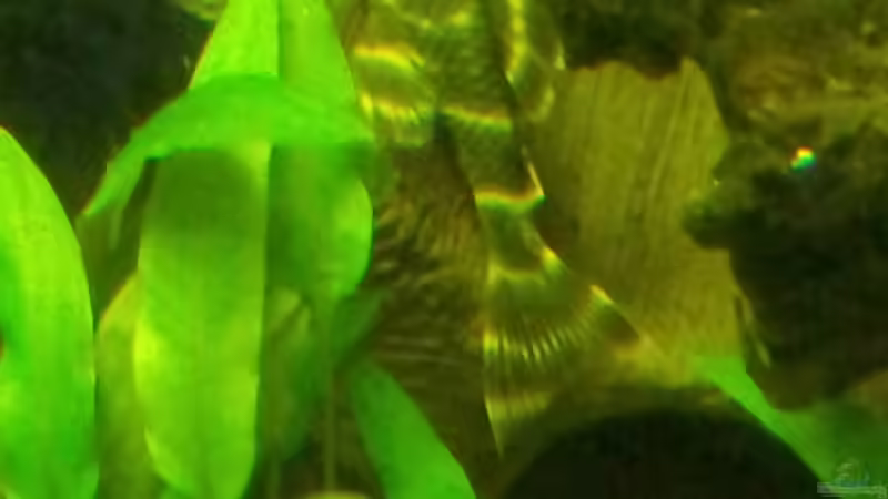 LDA67 von Kathrin77 (47)