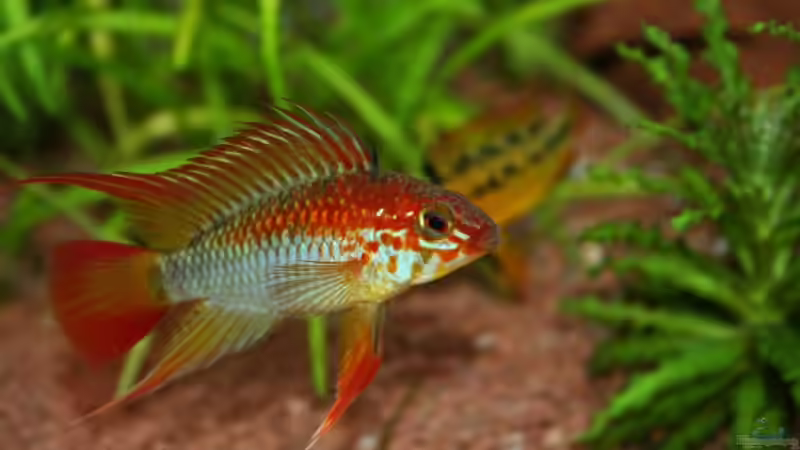 Le Chef in Stimmung von Apistofan (32)