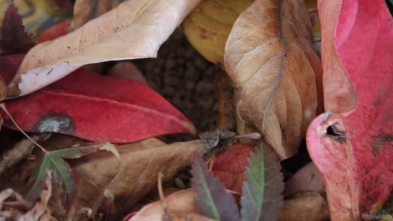 Leaves: (Viburnum, Acer, Magnolia...) von lomarraco (76)