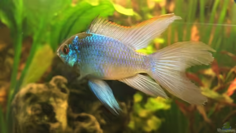 Leben harmonisch in dem Becken von Bader0203 (10)