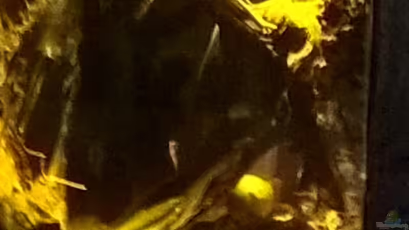 Leben im Becken von Lars 300l 1. (19)