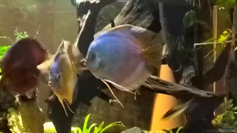 Leben im becken von Lars 300l 1. (6)