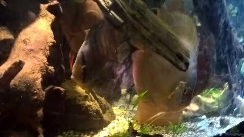 Leben im Becken von Lars 300l 1. (7)