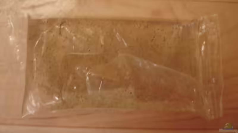 Lebende weiße Mückenlarven von Lukas Szewczyk (21)