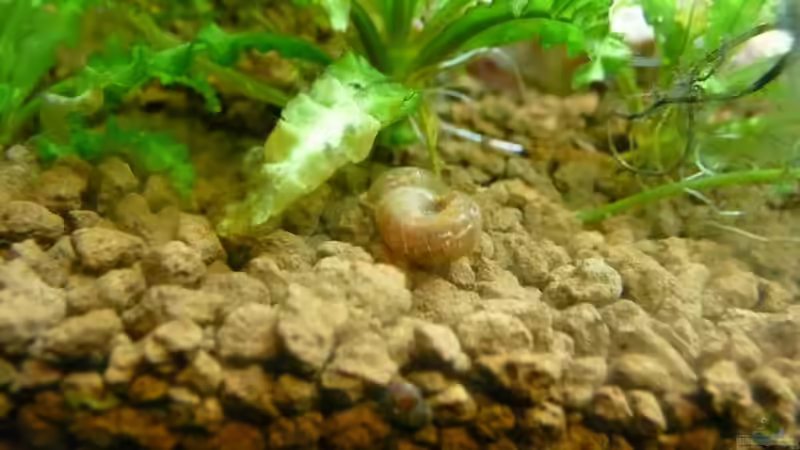 Lebendfutter + Algenvernichter = Schnecke von Ferbi (43)