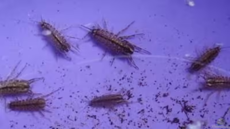 Lebendfutter aus eigenem Brunnen. Sind es Wasserasseln oder Bachflohkrebse? von Peters Laden (35)