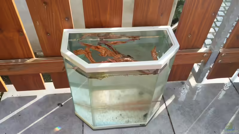 Fütterung mit Daphnien (Zierfischfutter)