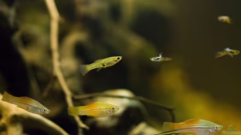 Lebendgebärende Zahnkarpfen aus Mexiko von Benjamin Hamann (32)