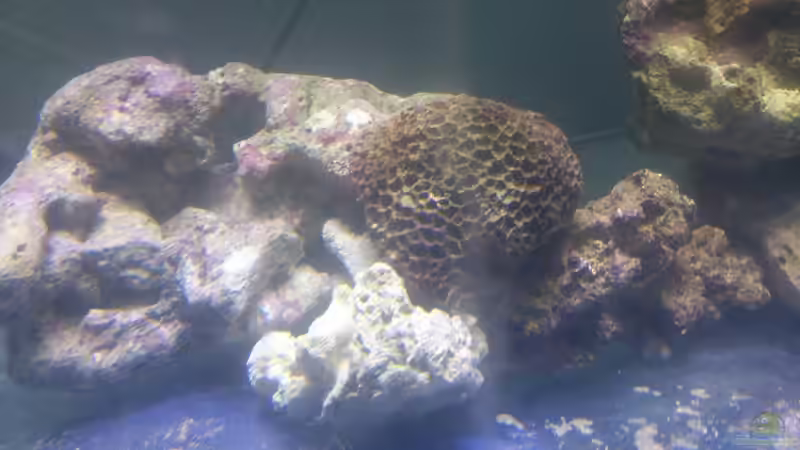 Lebendgestein, teilweise totes Riffgestein von Freakesoit (9)