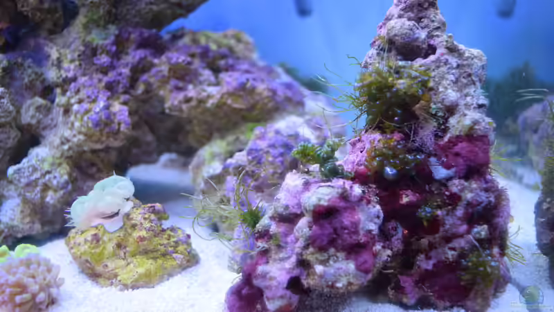 Aquarien mit Lebendgestein als Dekoration