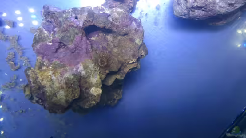 Lebendgestein mit kl Pflanze von Freakesoit (10)