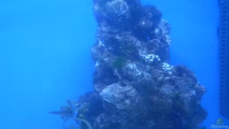 Lebendgestein von Sven K. (19)