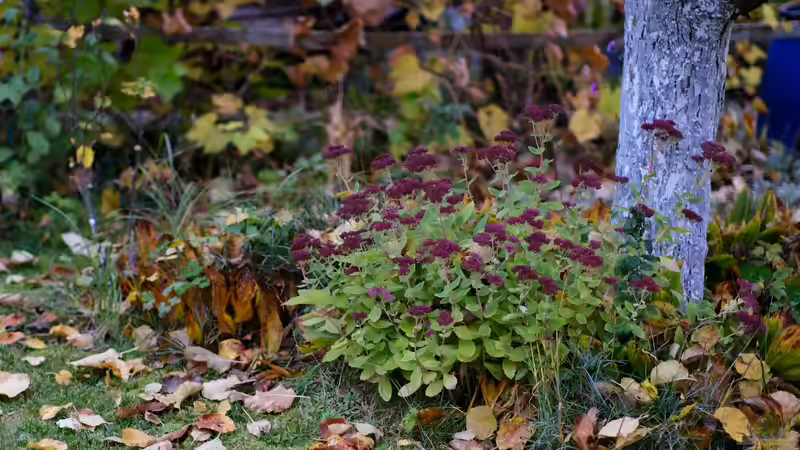 Lebensräume für Tiere im Garten schaffen - So wird der Garten zu einem Paradies für die heimische Tierwelt
