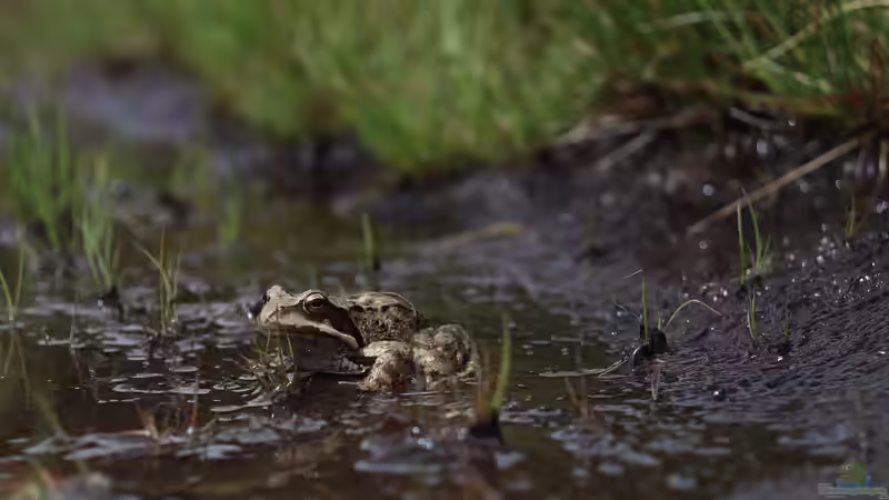 Lebensretter am Teichrand - Warum Ausstiegshilfen an Wasserstellen unverzichtbar sind