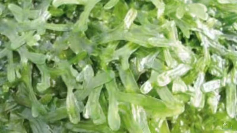 Lebermoos von Dasy (6)