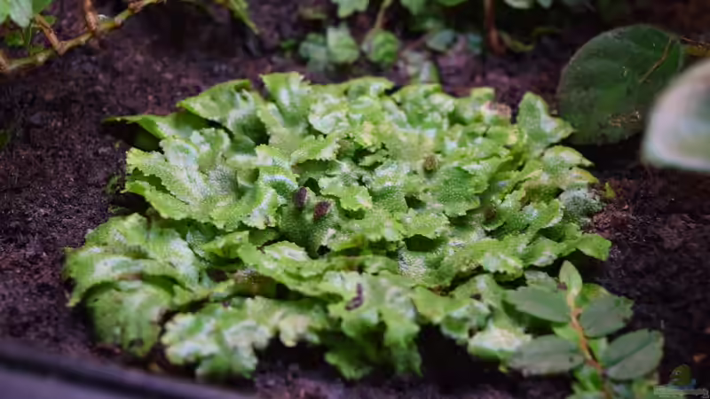 Lebermoos von Junglist (25)