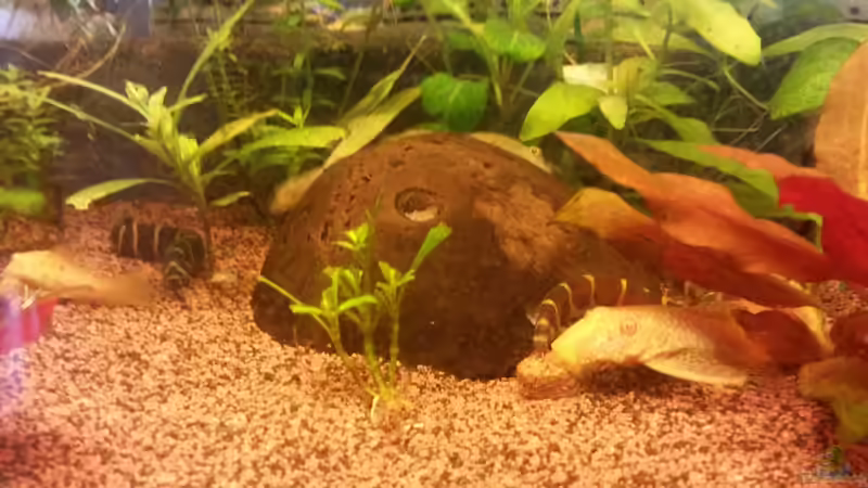 lecker :) dornaugen albinoantennenwelse  von Ceylon (71)