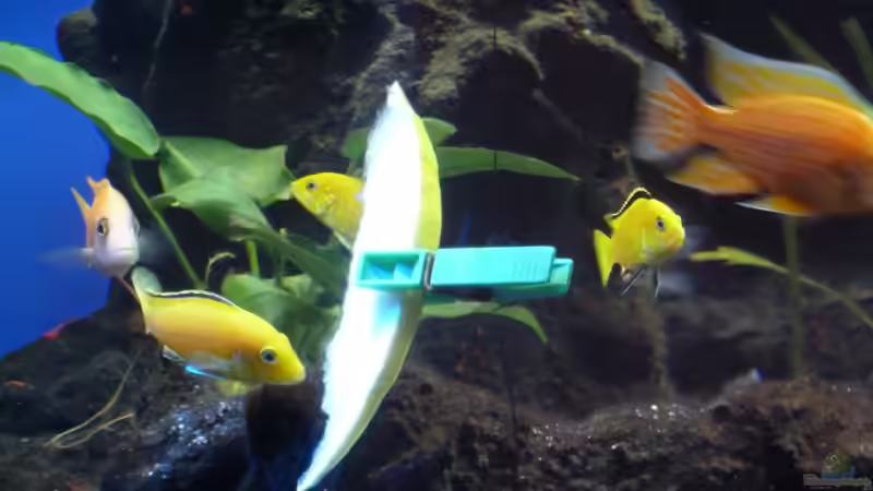 Lecker : Honigmelone von Couro (67)