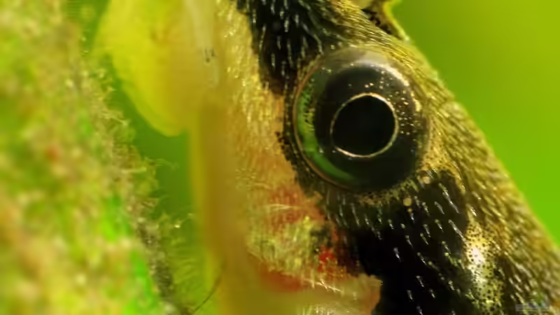 Lecker, Algen! ;) von Danne86 (19)