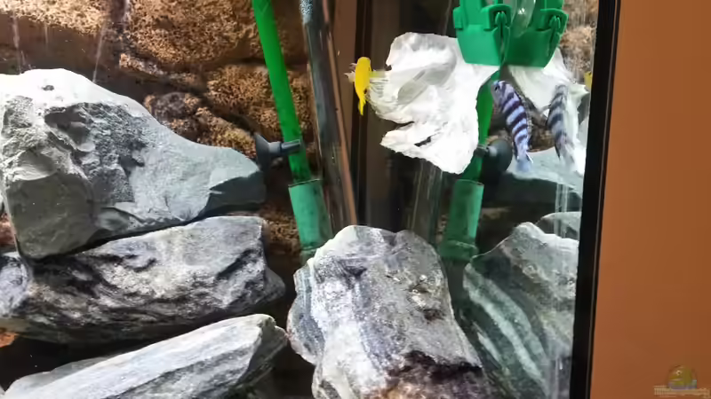 Lecker, es gibt Salat! von Andreas Musterfisch (21)