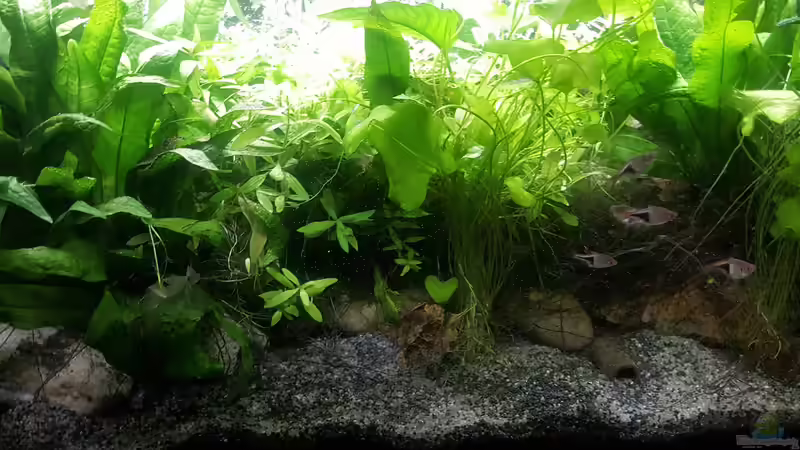 Lecker Artemia. von odin 68 (72)