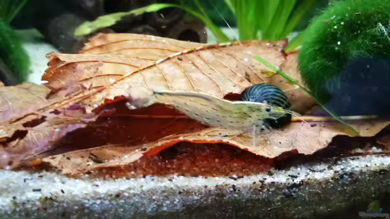 Lecker Blätter von gonzi (20)