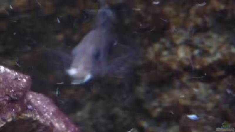 Lecker frisches Frostfutter! von DER YBBSTALER (24)