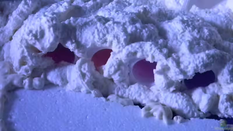 Lecker Fruchtzwerge :-) von Alfur (10)