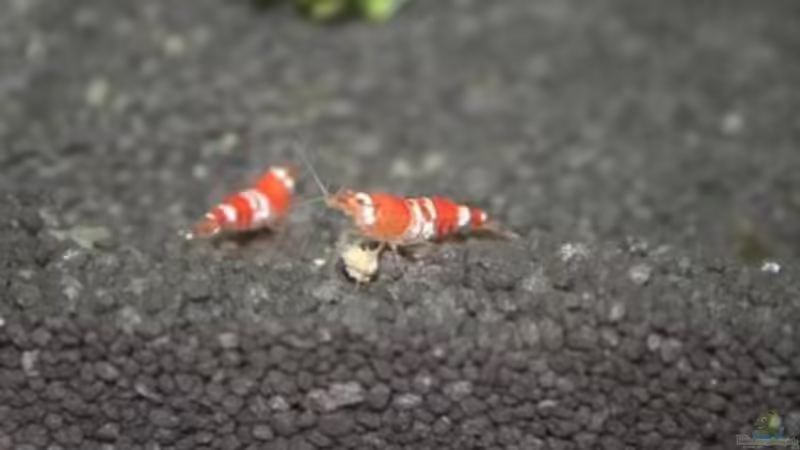 Lecker Garnelen Futterstick von Malawi (15)