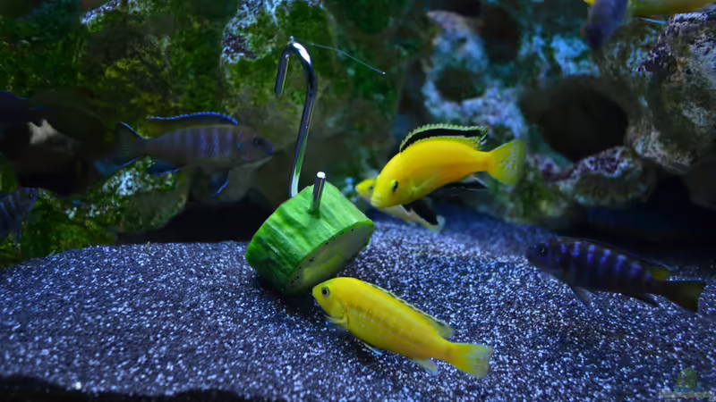 lecker Gurke von Lordi (26)