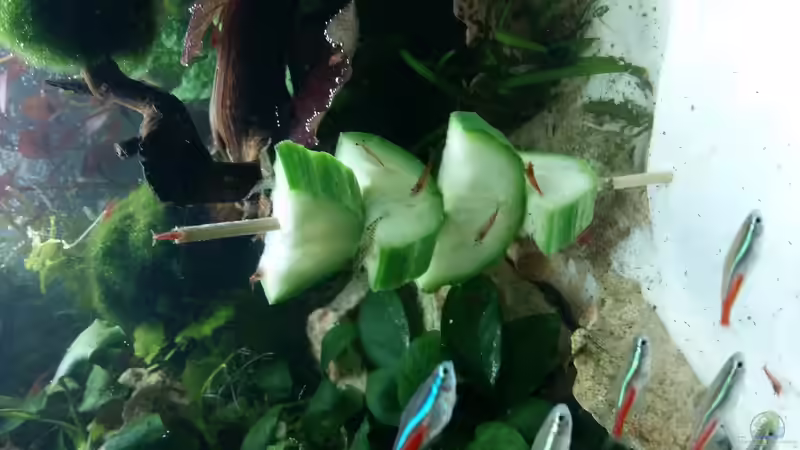 lecker gurke von Spawngrow (29)