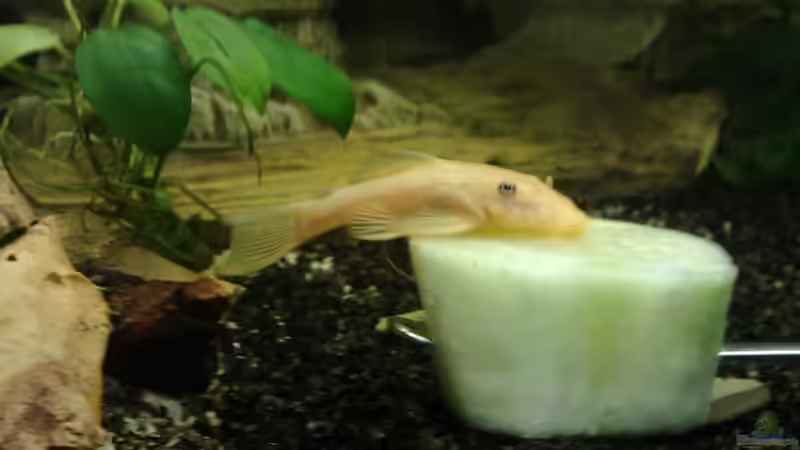 Lecker lecker :) von Koehler (27)