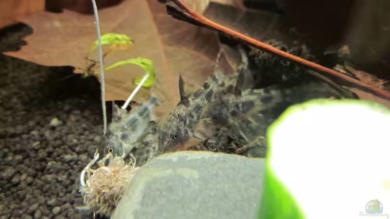 Lecker Tubifex!! von A. Twele (22)