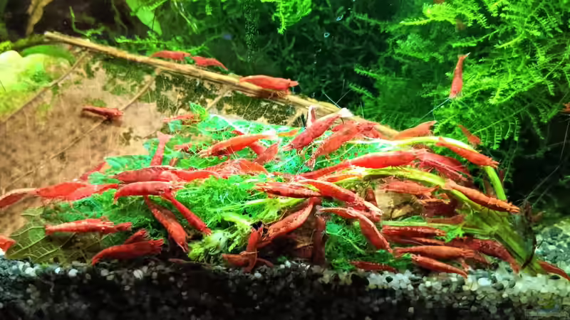 leckere Brennnesselblätter  von odin 68 (69)