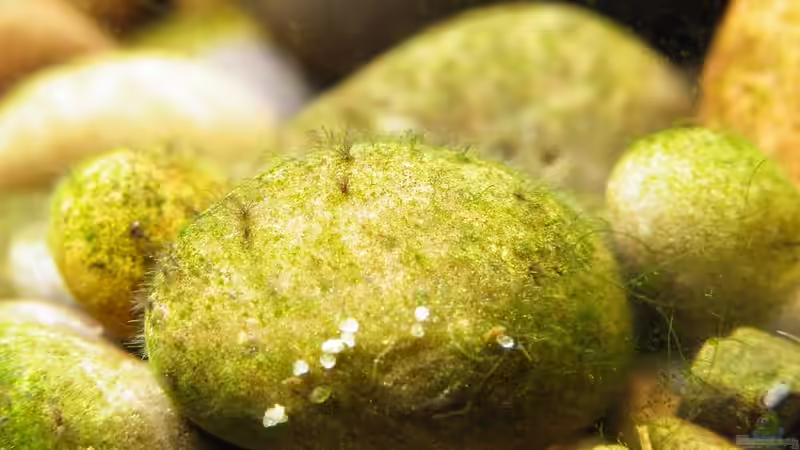 Leckere Knappersteine - 24.08.2011 von bergfrau (46)