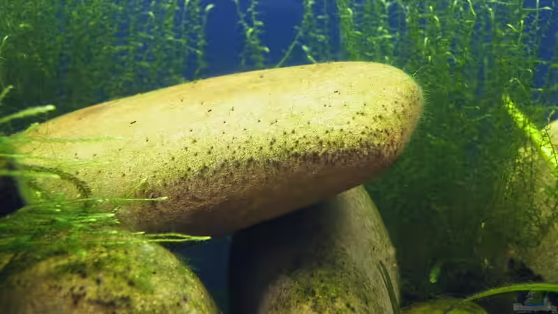 Leckere Knappersteine - 24.08.2011 von bergfrau (48)