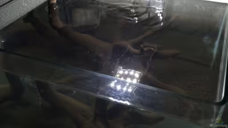 LED  von Ayahuasca (8)