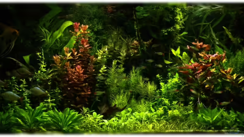 LED-Beleuchtung 26.07.2011 von Ralf64 (52)