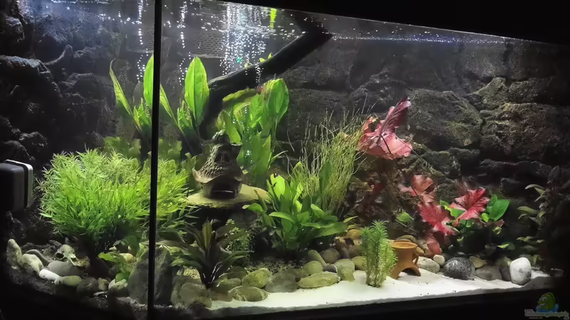Einrichtungsbeispiele für Aquarien mit LED-Mondlicht