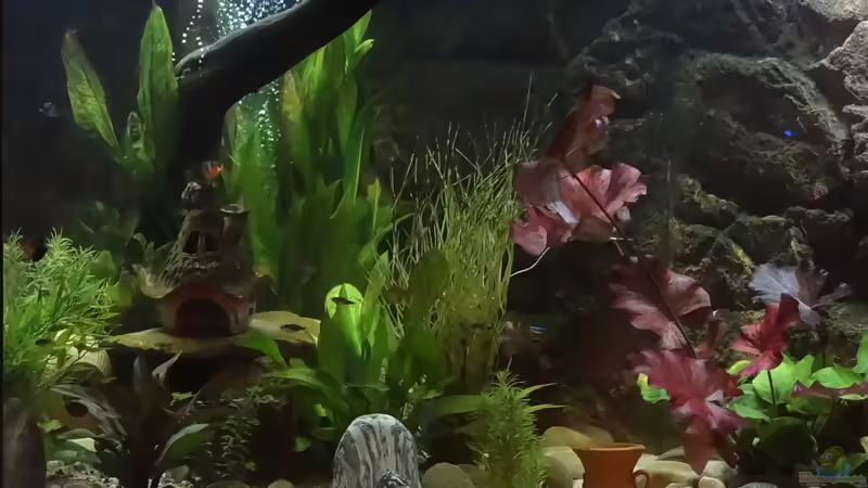Einrichtungsbeispiele für Aquarien mit LED-Mondlicht