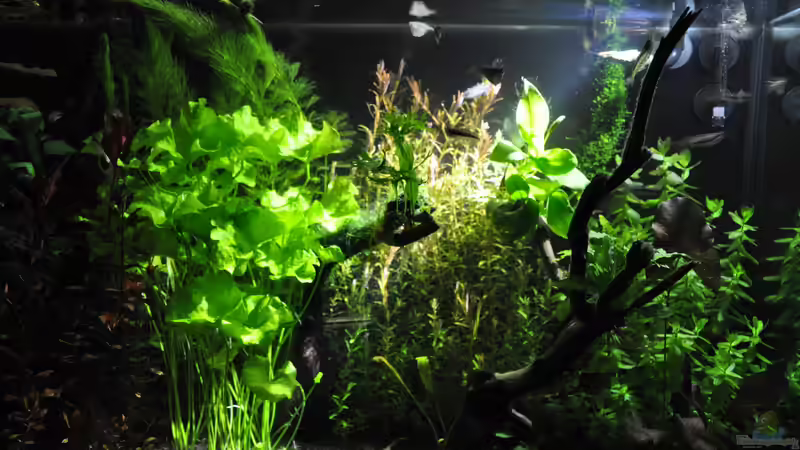 LED Spot von Michael Z. (8)