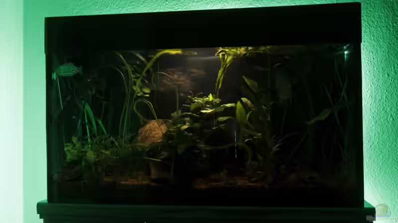 LED Stripes mal in grün von Pflanzennarr (7)