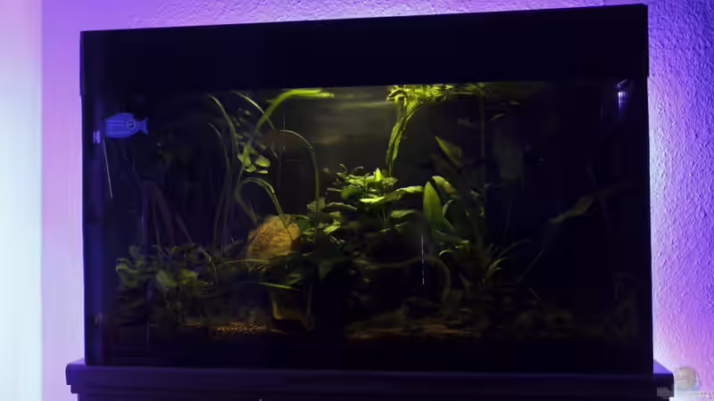 LED Stripes und Mondlicht können sehr effektiv das Visuelle begünstigen von Pflanzennarr (6)