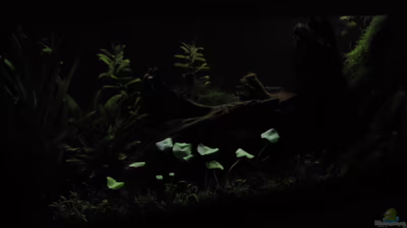 LED Weiss von Robbie (3)