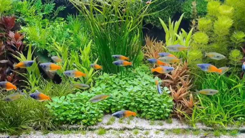 LEDaquaristik informiert: Pflanzenwachstum im Aquarium