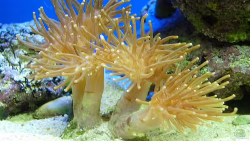 Lederkoralle Sarcophyton sp 01 von Stefan Kamp (7)