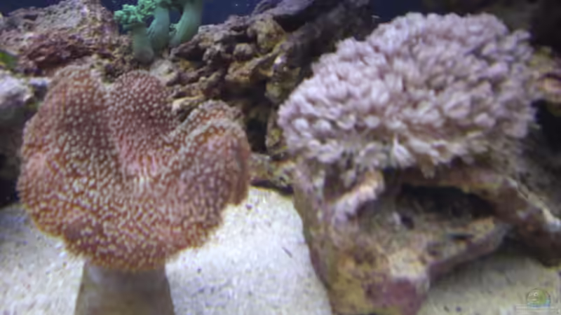 Lederkoralle und Xenien von -Nico- (6)